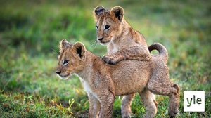 Lakeuksien maailma: 27.12.2019 08.05