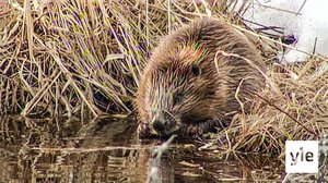 Luontomatkalla: 28.12.2019 06.00