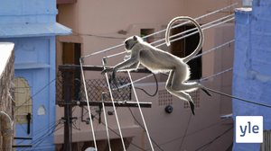 Urbaani maailma: 28.12.2019 08.05