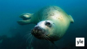 Luontohetki: Bretagne, hyljeparatiisi: 30.12.2019 06.00