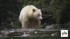 Luontomatkalla: 04.01.2020 06.00