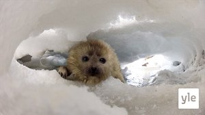 Valon paluu: 04.01.2020 00.01