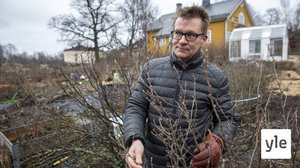 Leuto talvisää saa kasvitkin sekoamaan vuodenajasta : 07.01.2020 10.34