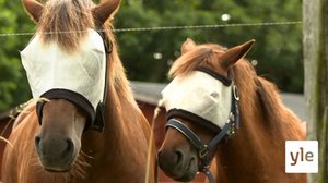 Onnistuuko elämä maalla? : 10.01.2020 10.03