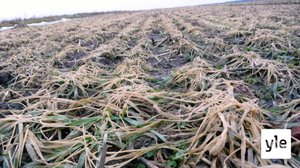 Leuto ja lumeton talvi uhkaa pilata tulevan ruissadon: 15.01.2020 22.57