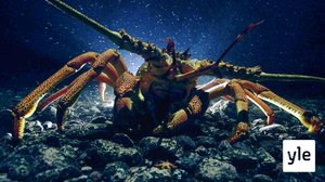 Luontohetki: Hummeri, syvänteen soturi: 20.01.2020 06.00