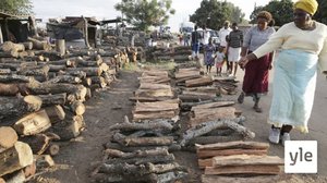 Runsas puunkäyttö uhkaa Kenian viimeistä sademetsää: 17.01.2020 12.39