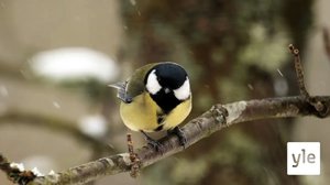 Talitintit lypsykarjatilojen riesana - nokkivat lehmiä rasvan toivossa: 20.01.2020 11.23