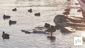 Juhat luonnossa: Sinisorsat: 20.01.2020 13.44