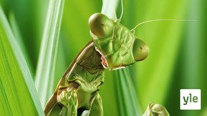 Luontohetki: Rukoilijasirkan elämää: 27.01.2020 06.00