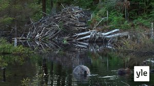 Majavalaakso : 30.01.2020 14.20