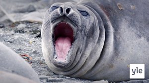 Kesä: 03.02.2020 06.00