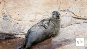 Mitä kuuluu Korkeasaaressa olevalle Tobias-norpalle?: 31.01.2020 10.59