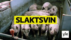 Äänetön huuto - kuka kuulisi teuraseläimiä?: 03.02.2020 00.01