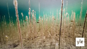 Sukellus Suomeen: 09.02.2020 00.01