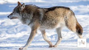 Susista ilmoitetaan yhä useammin poliisille: 06.02.2020 10.05