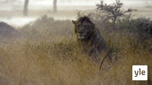 Lauma on liikkeellä: 10.02.2020 06.00