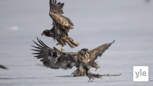 Merikotka teki pesän poikkeuksellisesti lähelle Helsingin keskustaa: 10.02.2020 11.39