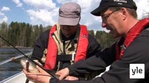 Toutain tuli Siuroon takaisin: 22.02.2020 00.01