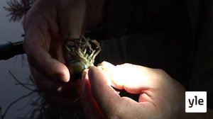 Hauhon maankuuluilla rapuvesillä: 22.02.2020 01.00