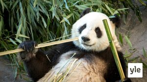 Ähtärissä jännitetään pandojen lisääntymistä: 24.02.2020 10.40