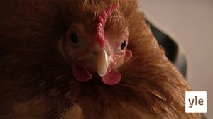 Kanat lomalla: 29.02.2020 19.14