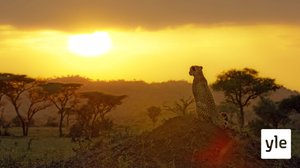 Luonto herää henkiin: 02.03.2020 06.00