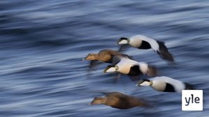 Lintujen elämä ei ole entisellään – se kertoo koko ekosysteemin muutoksesta: 28.02.2020 11.29