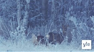 Oađe njálgát, meahci gonagas (S): 09.03.2020 00.00