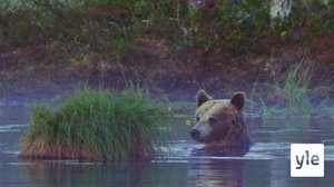 Máttá-uv Njobžâ vuoijâđ? (S): 09.03.2020 00.00