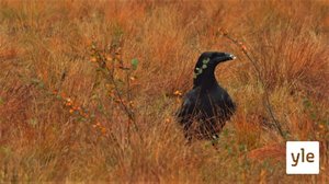 Čõhčč eett (S): 09.03.2020 00.00