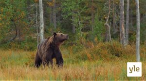 Skihpárii maid! (S): 09.03.2020 00.00