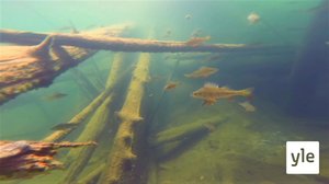 Âssastoork laauǥõõttâmpeiʹvv (S): 09.03.2020 00.00