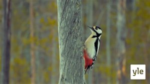 Suárvimeeci jotteeh  (S): 09.03.2020 00.00