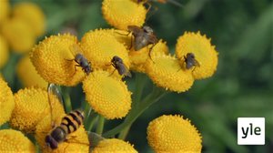 Tivrij pakkâpeivi (S): 09.03.2020 00.00