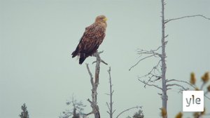 Mearragoaskin – aimmu gonagas (S): 09.03.2020 00.00