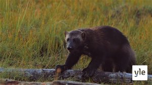 Čihkkojuvvon herskuid árvádusa (S): 09.03.2020 00.00