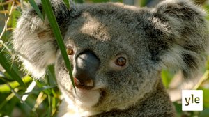 Ihminen: 14.03.2020 06.00