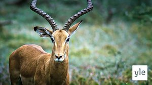 Mikumi ja Udzungwa: 22.03.2020 18.15