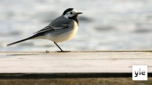 Hangon lintuasema on tarkoitus avata yleisölle tänä keväänä: 19.03.2020 10.58