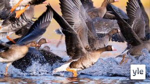 Lintujen kevätmuutto on alkanut ennätyksellisen aikaisin: 20.03.2020 11.00