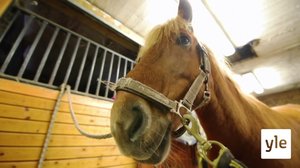 Korona koettelee maatiloja: 20.03.2020 11.40