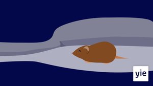 Sä'ppli (S): 24.03.2020 19.00