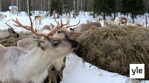 Poroja kuolee Lapissa nälkään ankaran lumitalven vuoksi: 25.03.2020 10.57