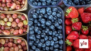 Kotimaisten marjojen poiminta vaarassa koronan takia: 26.03.2020 11.37