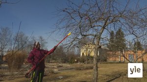 Puutarhanhoito saa ajatukset pois ikävistä asioista: 26.03.2020 11.42