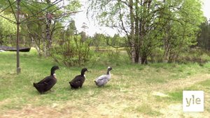 Vuõnjči reiss (S): 31.03.2020 00.00