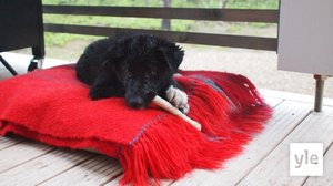 Ijjâ-vieʹlpes (S): 31.03.2020 00.00