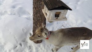 Čemmo-čiõrmiǩ (S): 31.03.2020 00.00