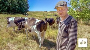 Myskisorsa hoivaa rakkaudella vastakuoriutuneita poikasiaan: 02.04.2020 18.30